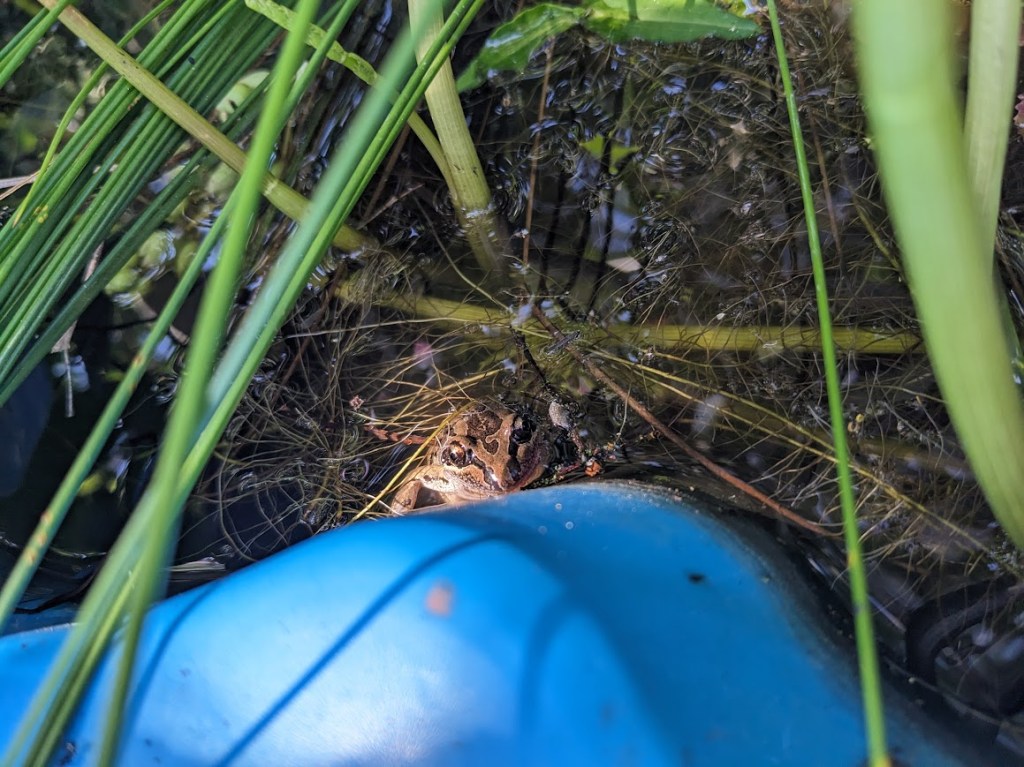  In a backyard frog pond made from a blue plastic children's pool, a Striped Marsh Frog basks along the wall of the pond, half submerged in the water and looking at the camera. The frog is mostly light brown, with darker brown patches on its back and face.  The pond is somewhat overgrown, lots of plant leaves and stems visible.