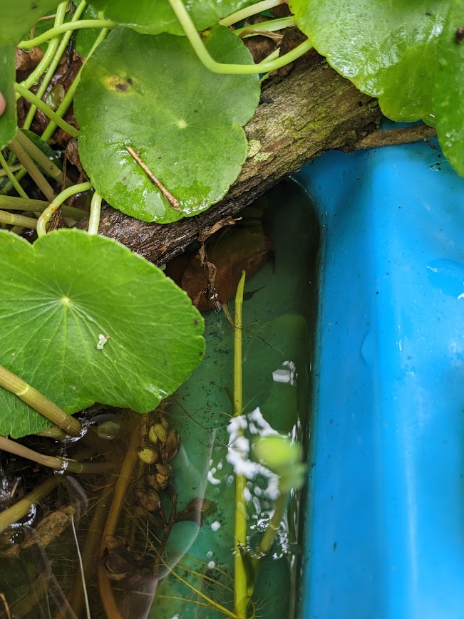 lily-like plants surround reveal the edge of a blue plastic children's pool turned into a pond, full of dirt, plant stems and leaves, pebbles and tree-branches. Towards the top of the exposed water and under a thick tree branch, two large black tadpoles can be seen beneath the surface of the water.
