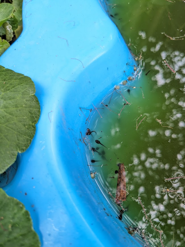 The edge of a backyard pond in a blue children's pool. Dozens of little black tadpoles are grazing along the surface along this blue wall.