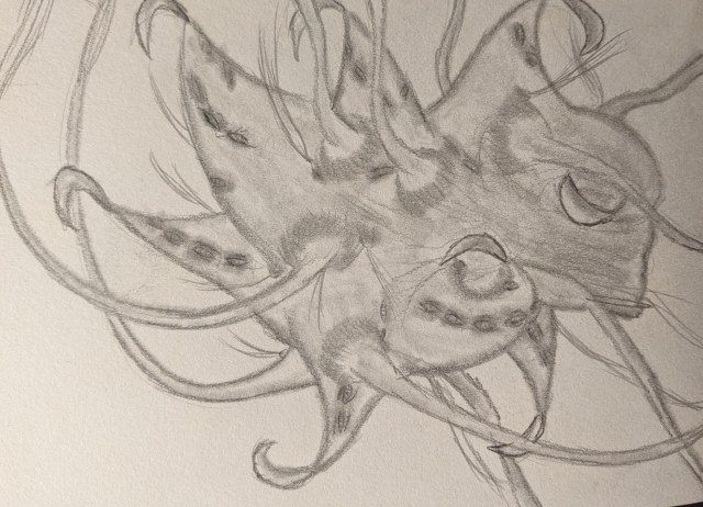 A graphite pencil drawing of a strange, fleshy mass, with small, stubby tentacles along its edge that end in curved blades. Along these tentacles are lines of tiny mouth-holes. Closer to the centre of the body are round, bumps that have a long thin tentacle growing out of their top. Most of these long tentacles are long enough to go out of frame, but the tips of a few tentacles can be seen, and there are long hair-like strands on the tips of them. There are smaller bumps close to the tentacle bumps, with hair-like strands growing out of them.