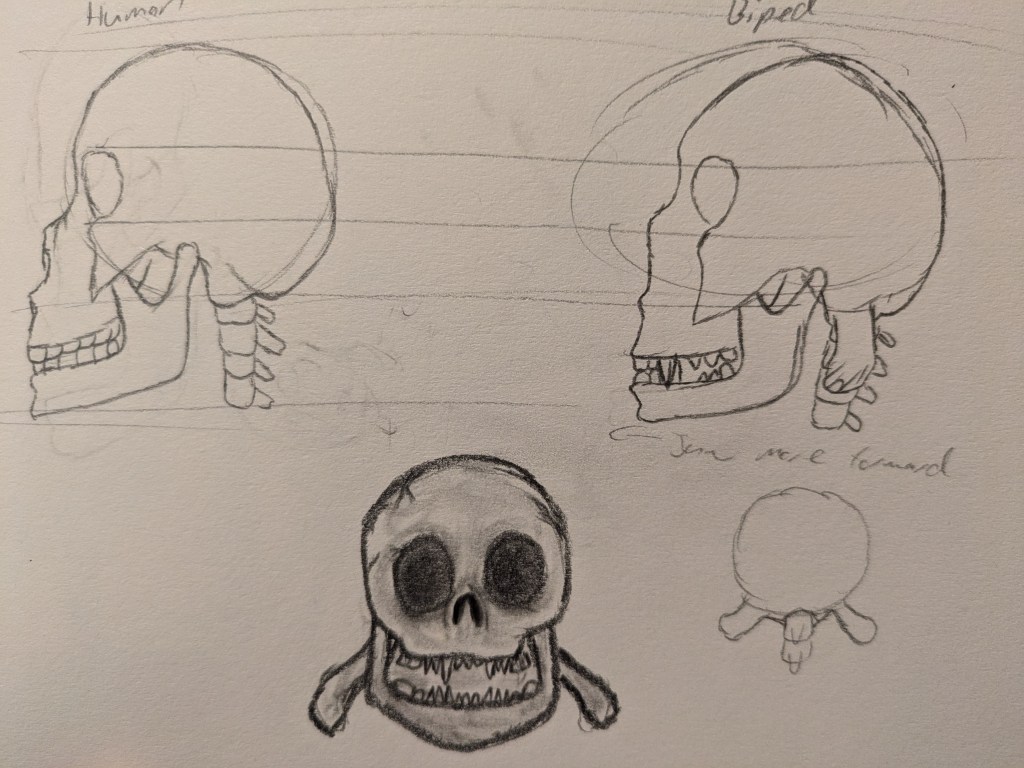 Rough pencil sketches of two skulls side by side in profile view, one of the left labled "Human" and one on the right labled "Biped". The biped skull has protrusions coming out of the back of the skull and covering the neck, as well as sharper teeth. The sketches are so rough that guidelines and initial circles are still visible.
Below these skulls, a detailed illustration of a biped skull facing forward, and a super rough outline of a biped skull from the back. 