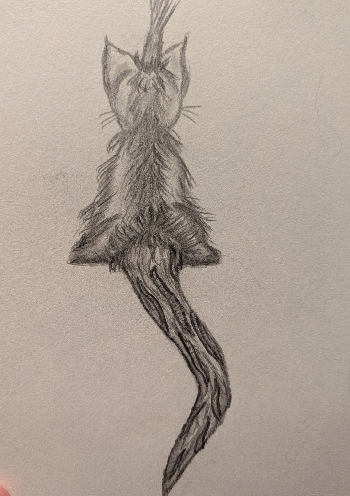 A graphite sketch of a strange rodent from the back in a siting position. The hairy protrusion on the back is clearly visible. Their tail takes up half the page. It has no hair, and deep grooves are visible running vertically down it.