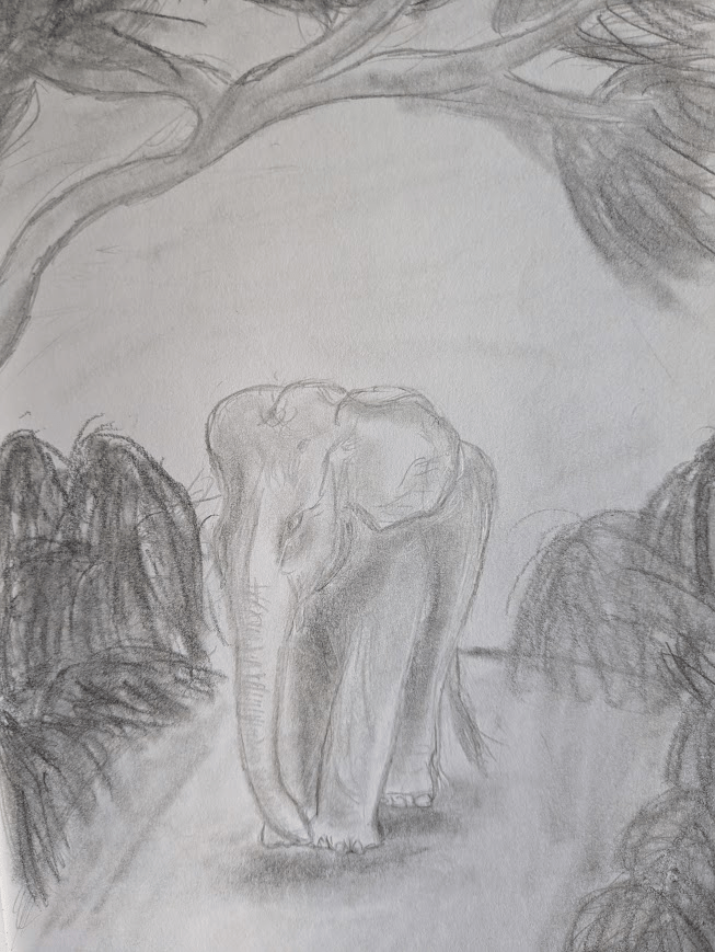 A graphite pencil drawing of an elephant, with no tusks, walking forward on a path surrounded by bush. There is a tree branch overhead.