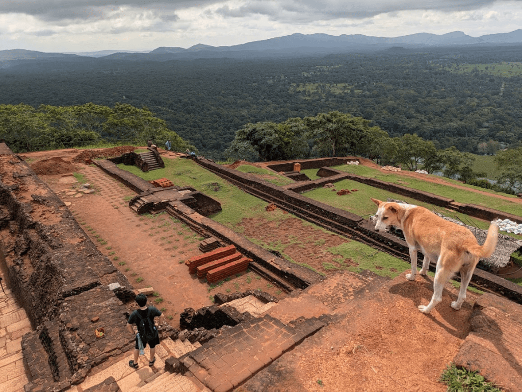 A photo of the ruined palace atop Sigiriya rock. In the foreground a white and orange dog stands on the edge of a red ruined landing, overlooking ruined walls surrounding squares of grass. Off in the distance, trees stretch all the way to the horizon, where mountains can be seen.